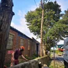 EGS Tree Surgery & Landscapes | Gallery