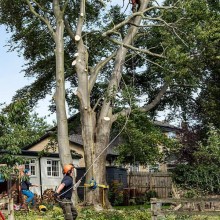 EGS Tree Surgery & Landscapes | Gallery