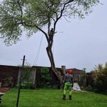EGS Tree Surgery & Landscapes | Gallery