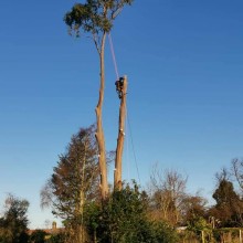 EGS Tree Surgery & Landscapes | Gallery