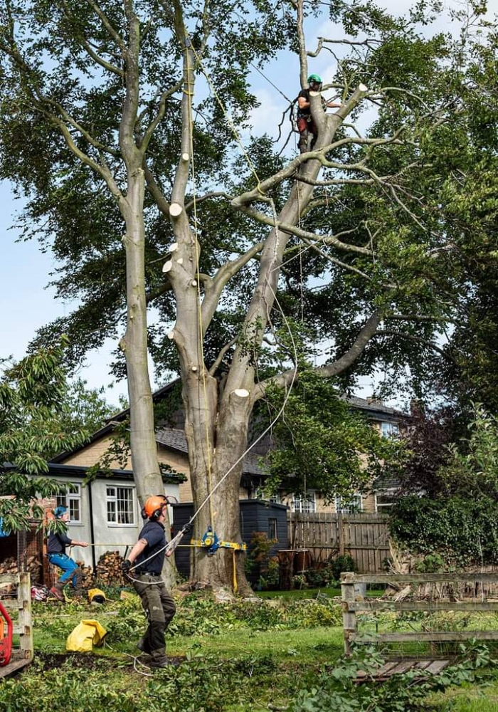 tree surgery