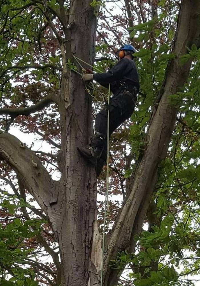 tree surgery