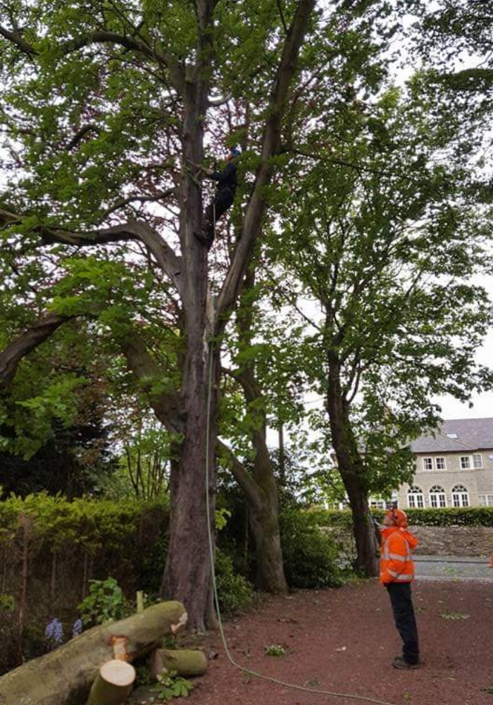 tree surgery