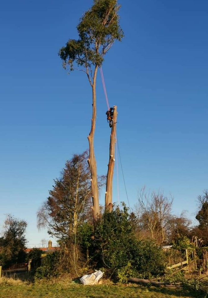 tree surgery