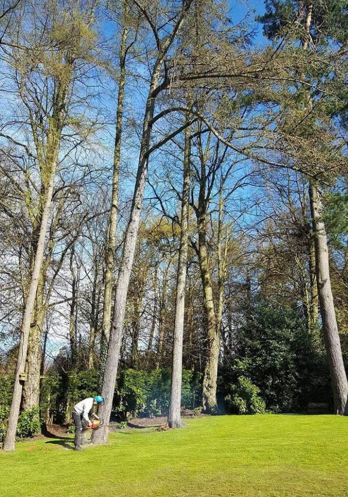 tree surgery